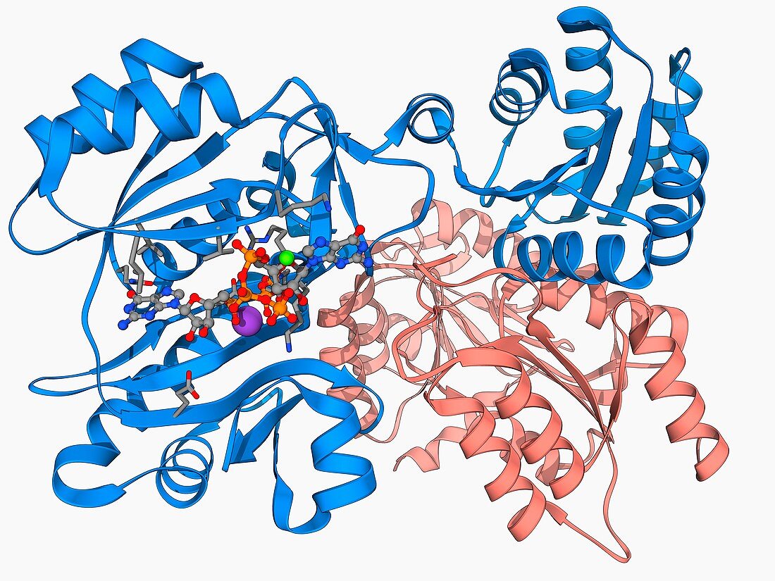 Succinyl-CoA synthetase enzyme
