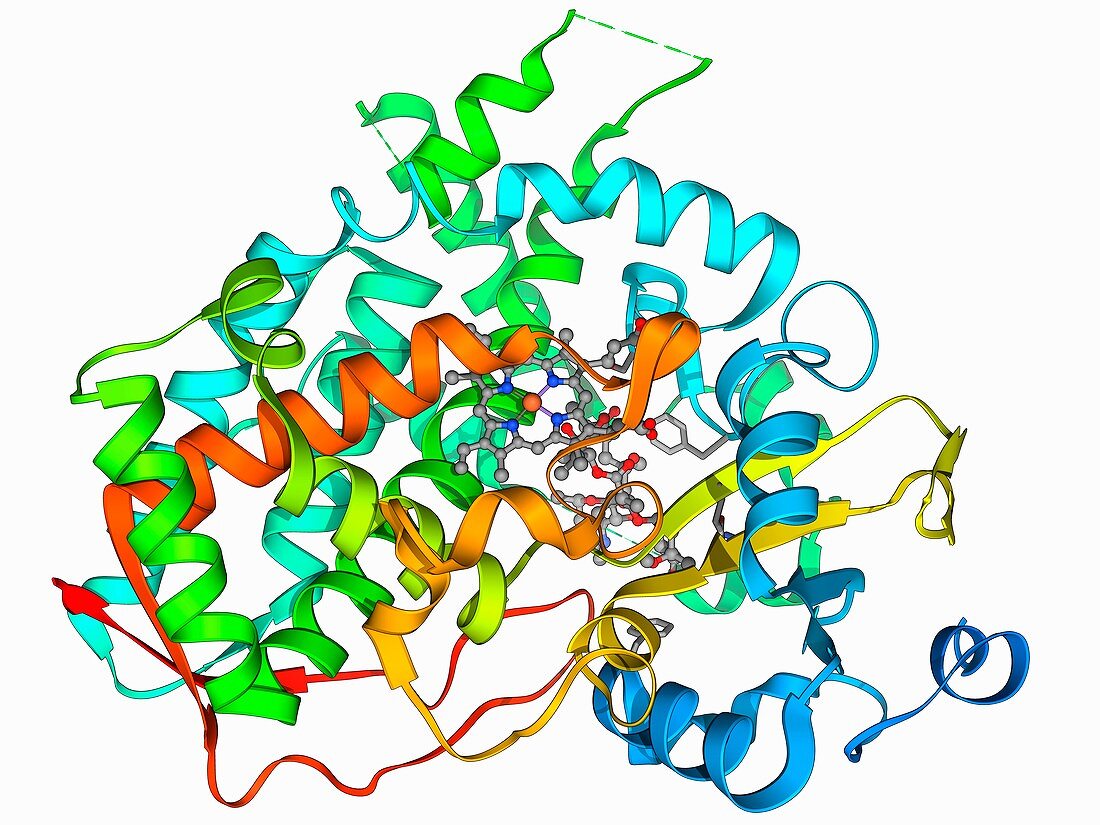 Cytochrome P450 and erythromycin