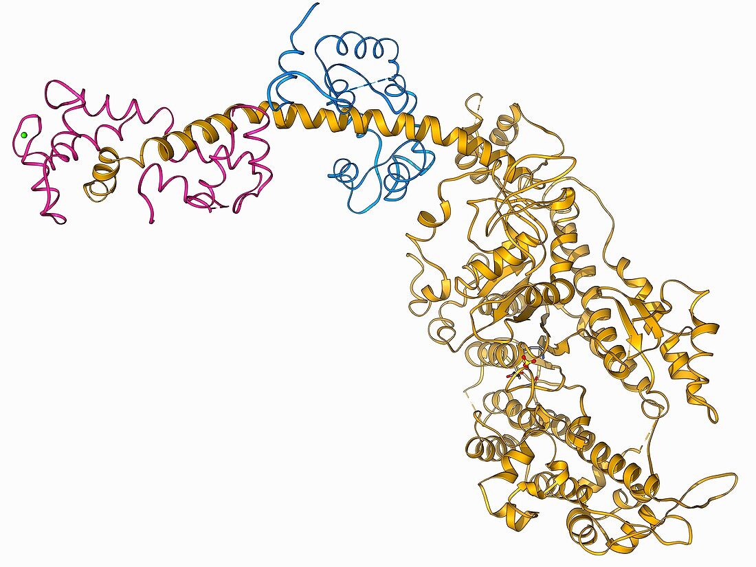 Molecular motor protein