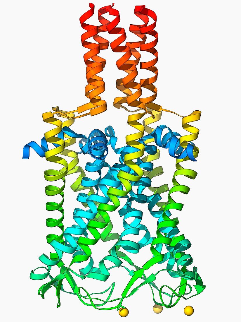 MscL ion channel protein structure