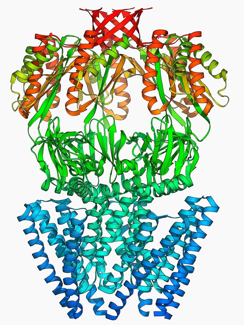 MscS ion channel protein structure