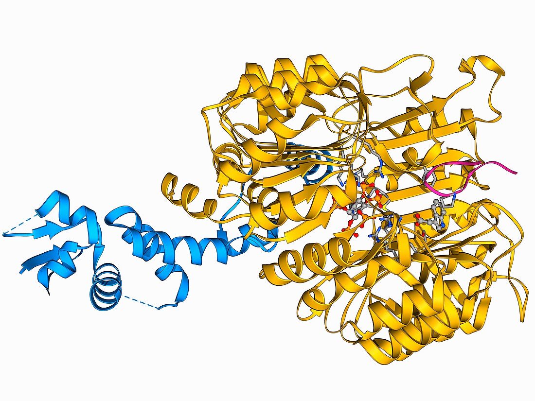 Transport inhibitor response 1 protein