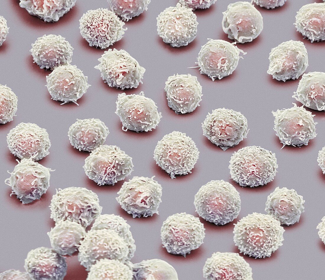 White blood cells,SEM