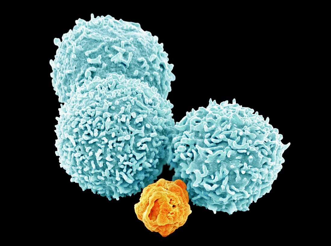 White blood cells,SEM