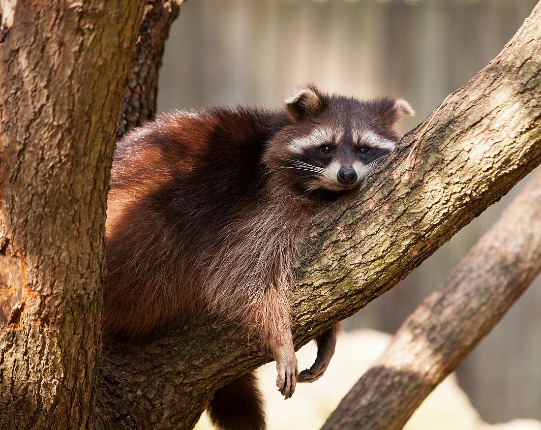 Racoon