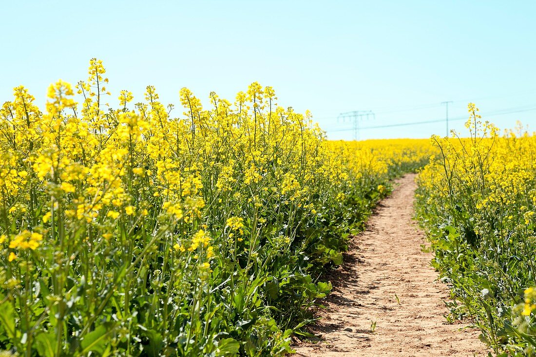 Path in an oilseed rape field