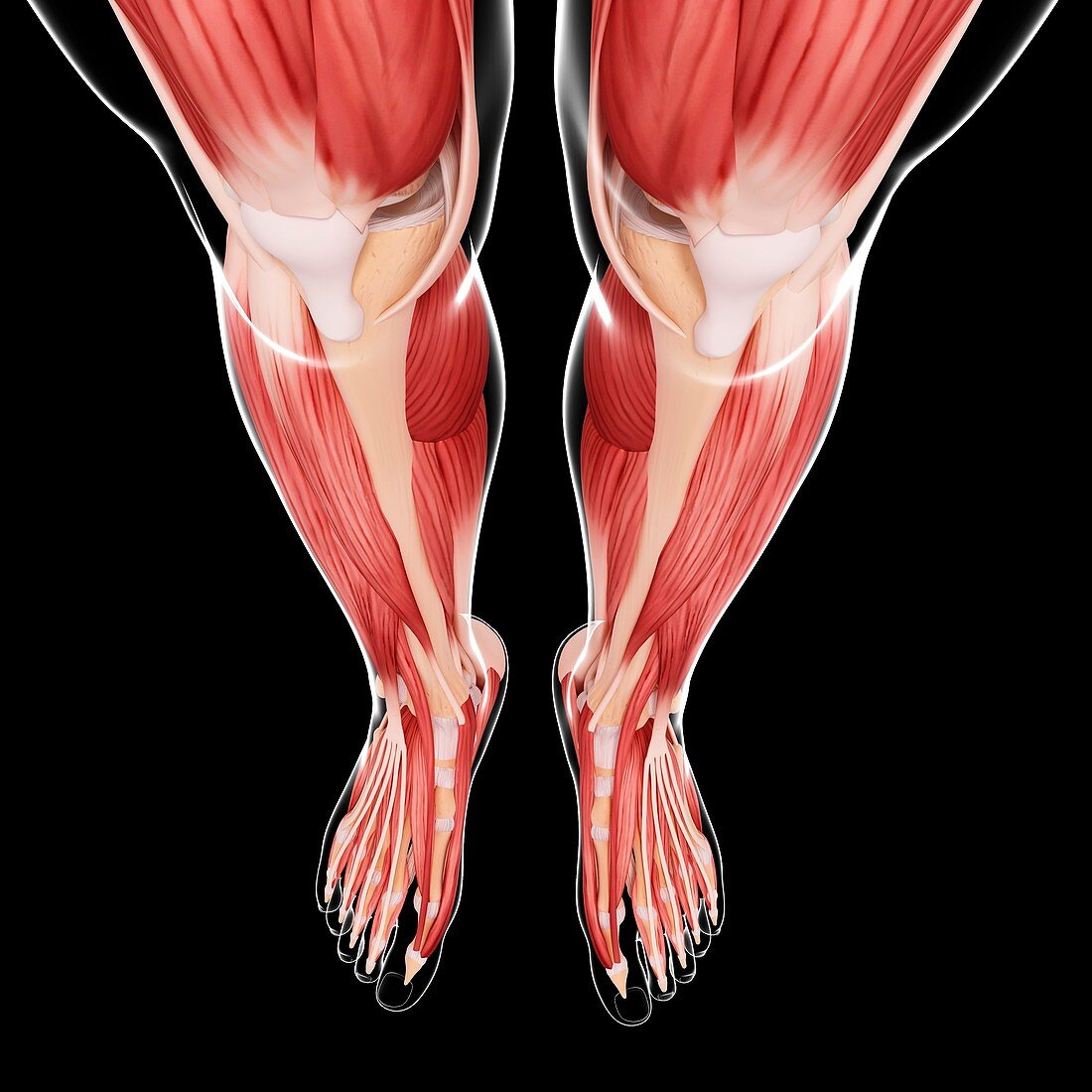 Human leg musculature,artwork