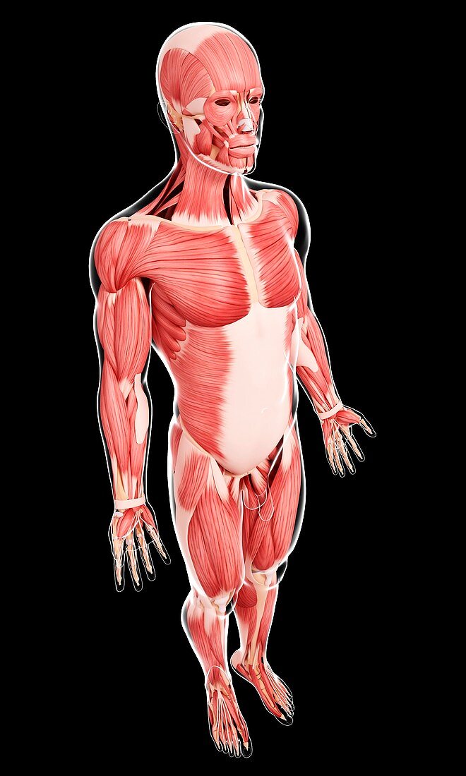 Male musculature,artwork