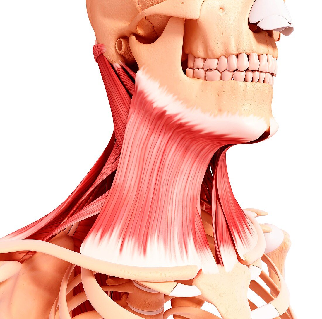 Human neck musculature,artwork