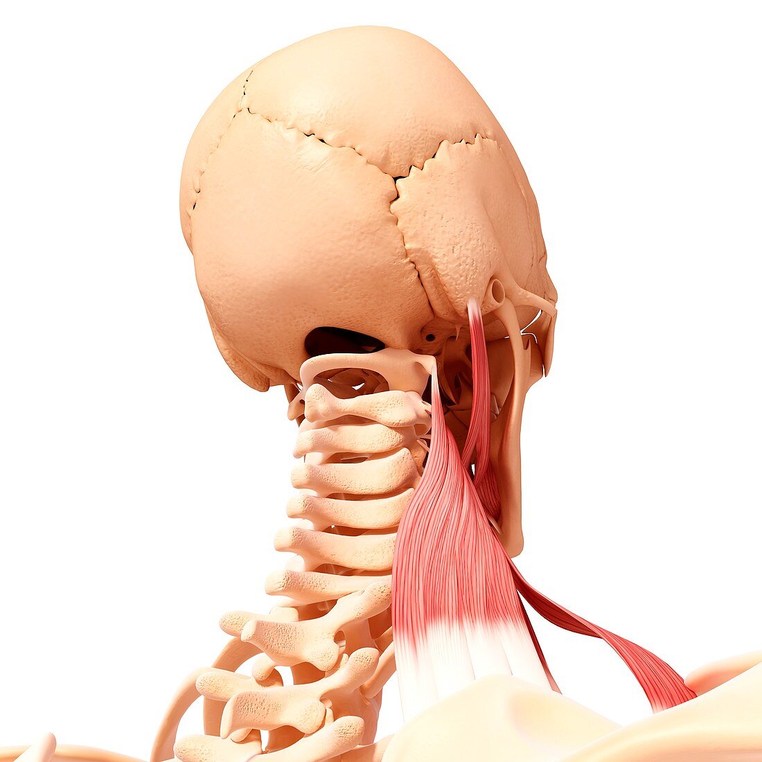 Human neck musculature,artwork