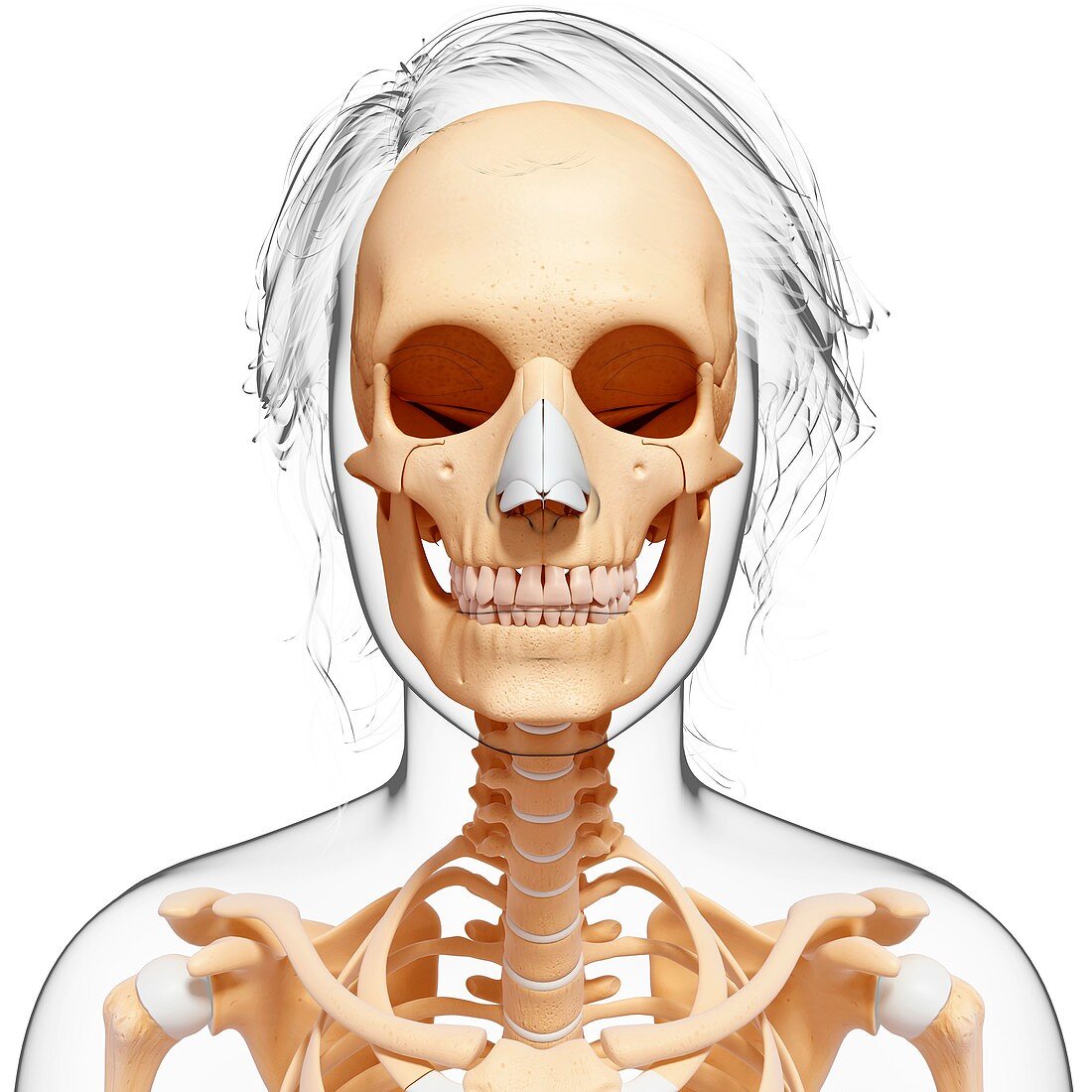 Female skeleton,artwork