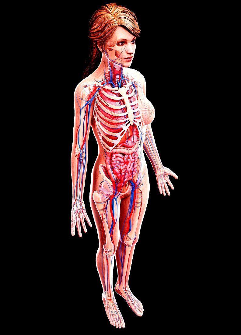 Female anatomy,artwork