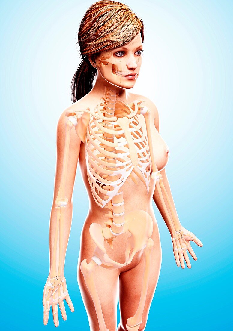 Female skeleton,artwork