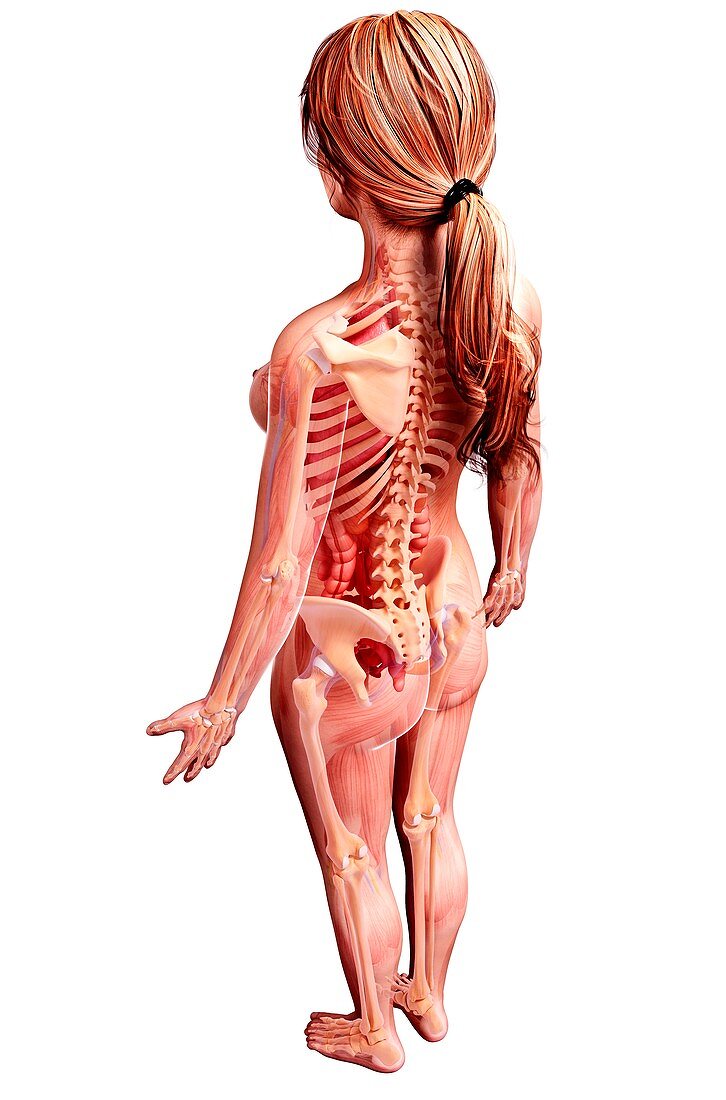 Female anatomy,artwork