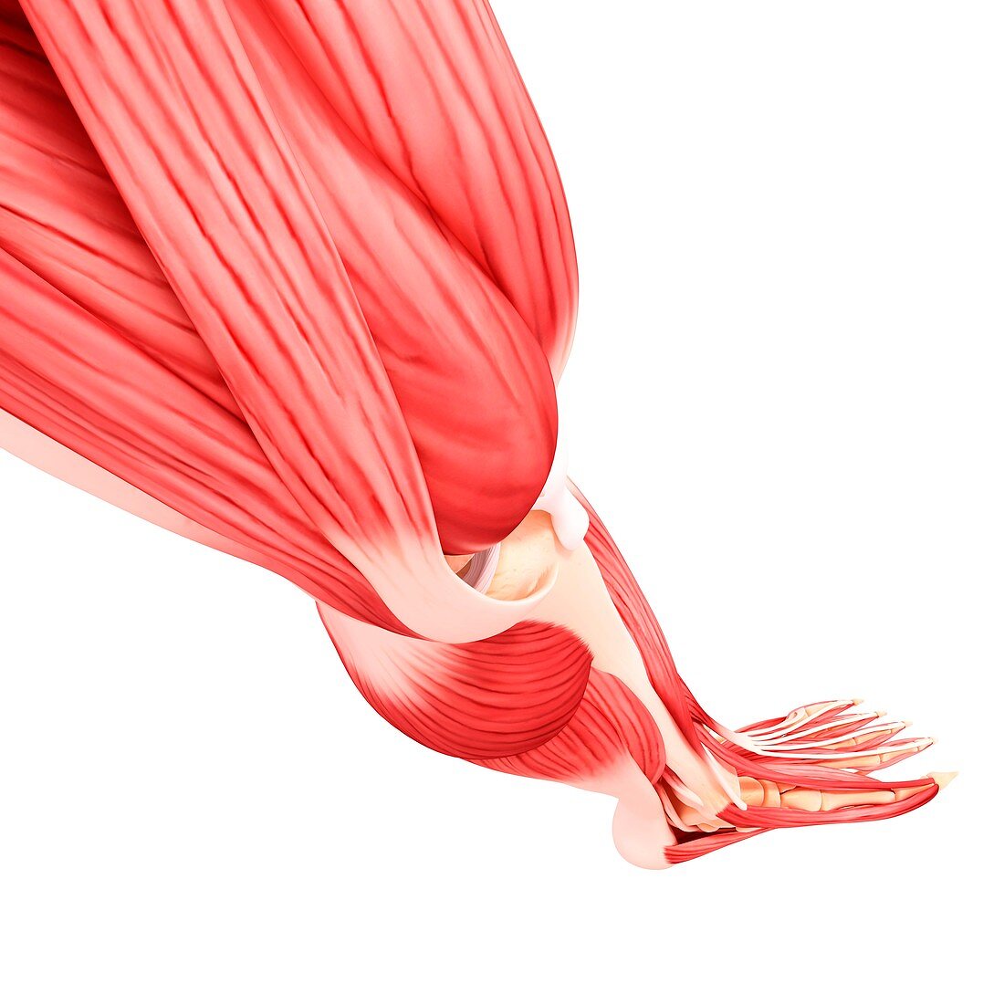 Human leg musculature,artwork