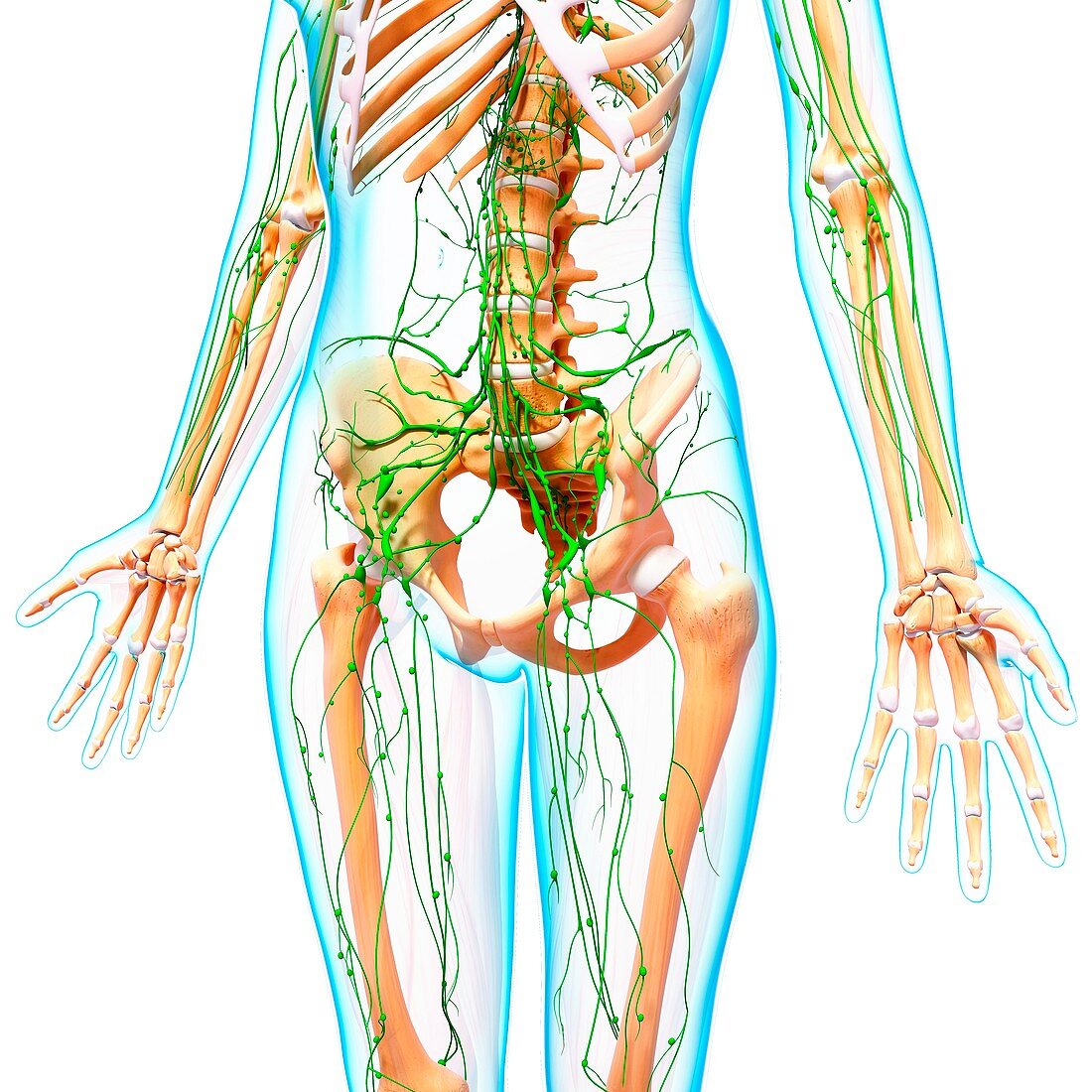 Female lymphatic system,artwork