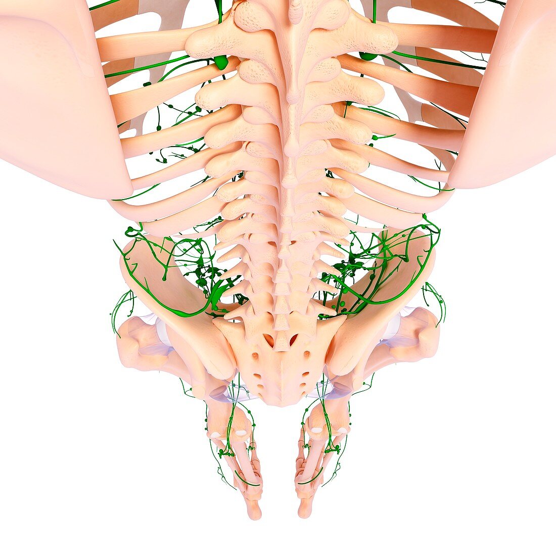 Human lymphatic system,artwork