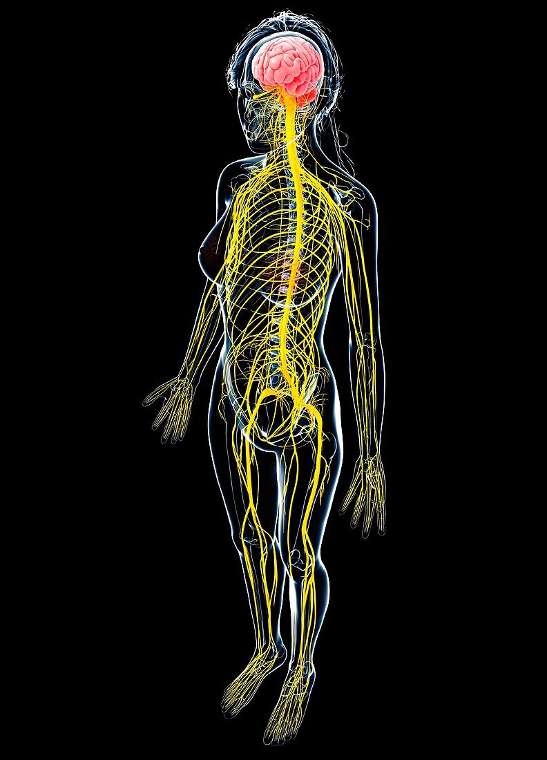 Female nervous system,artwork