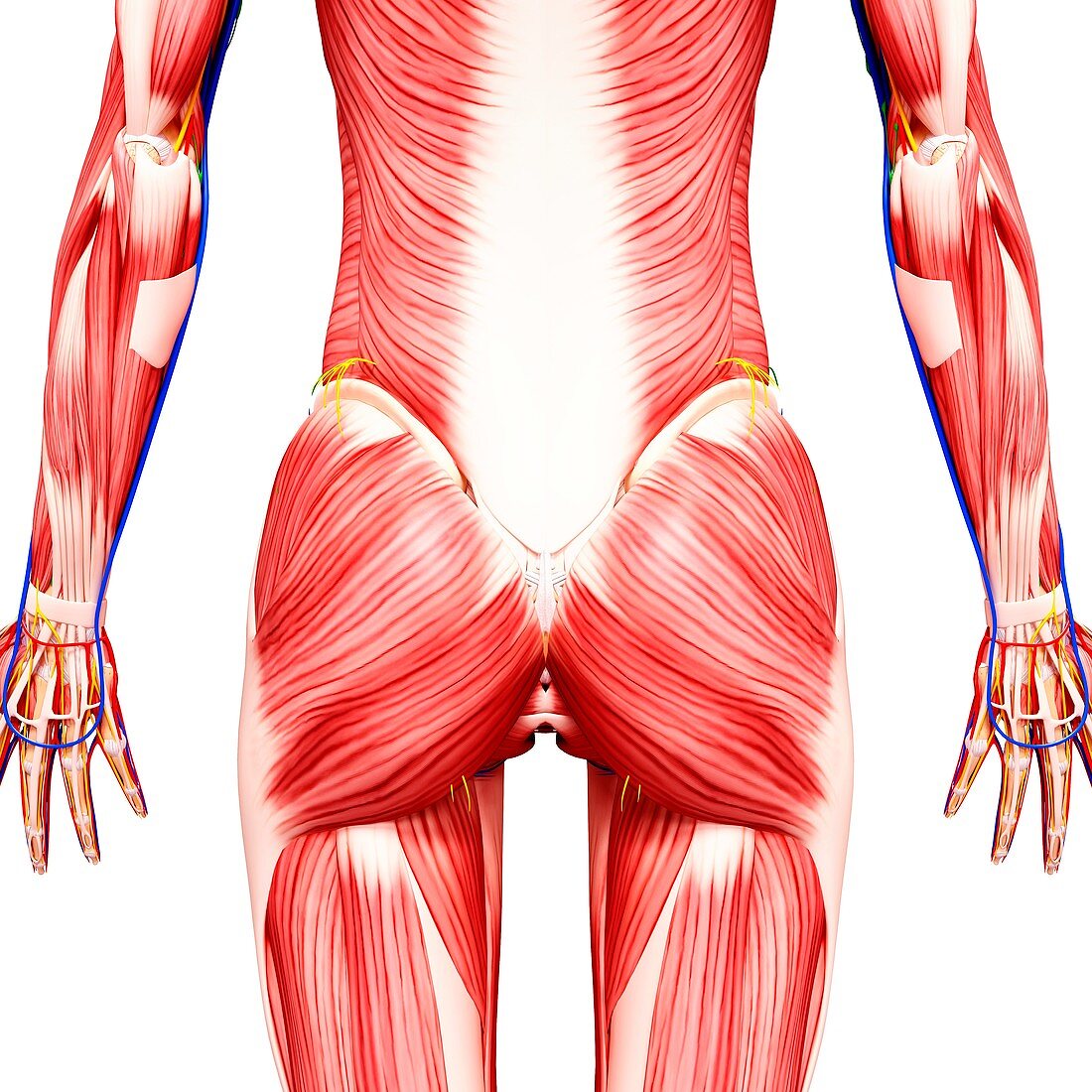 Female musculature,artwork