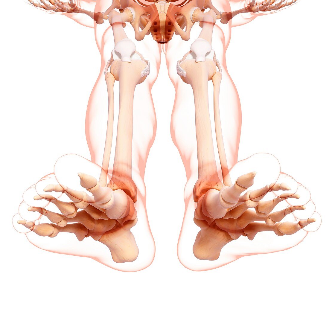 Human leg bones,artwork