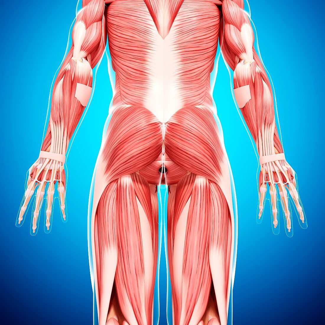 Human musculature,artwork