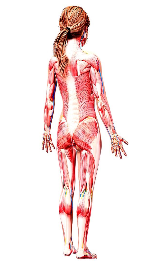 Female musculature,artwork