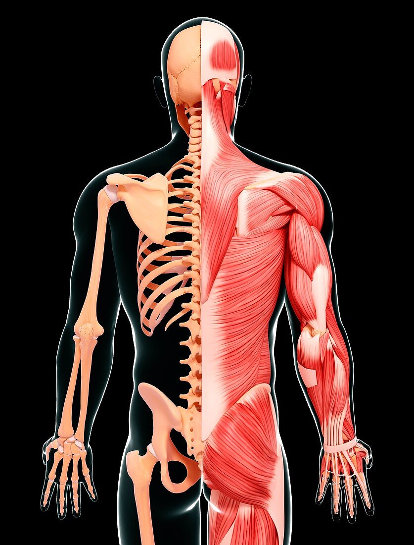 Male musculature,artwork