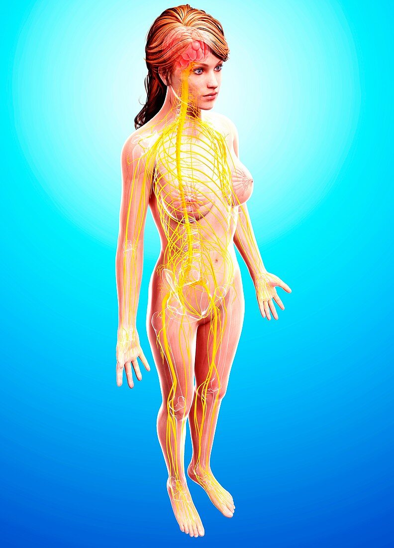 Female nervous system,artwork