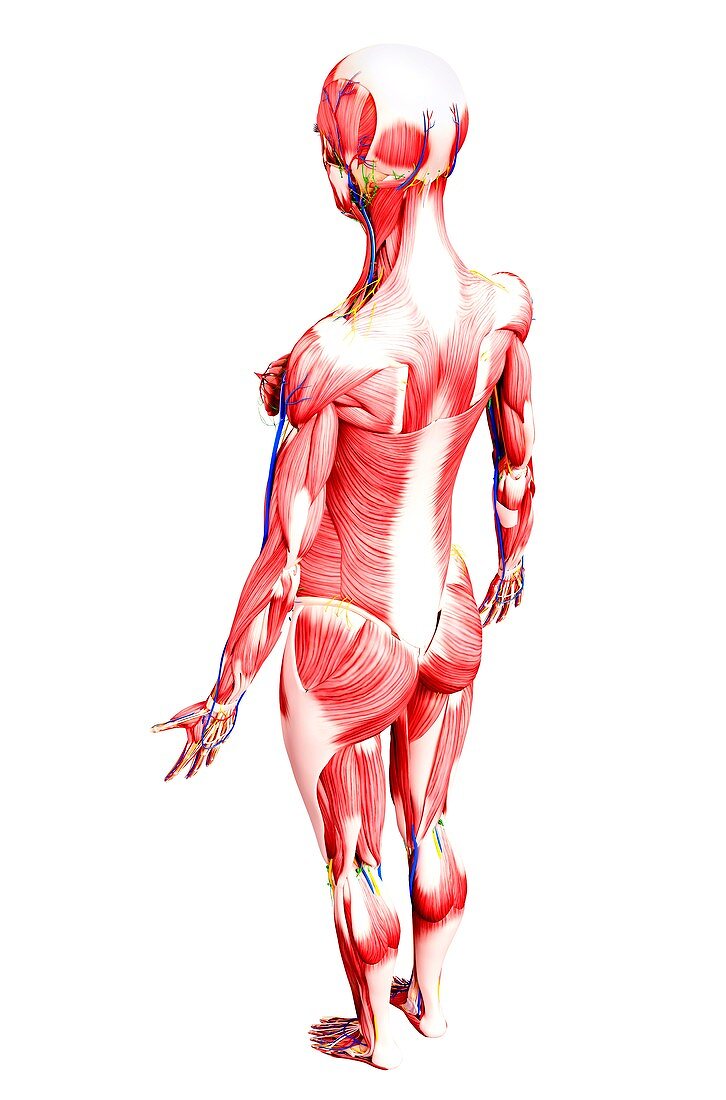 Female anatomy,artwork