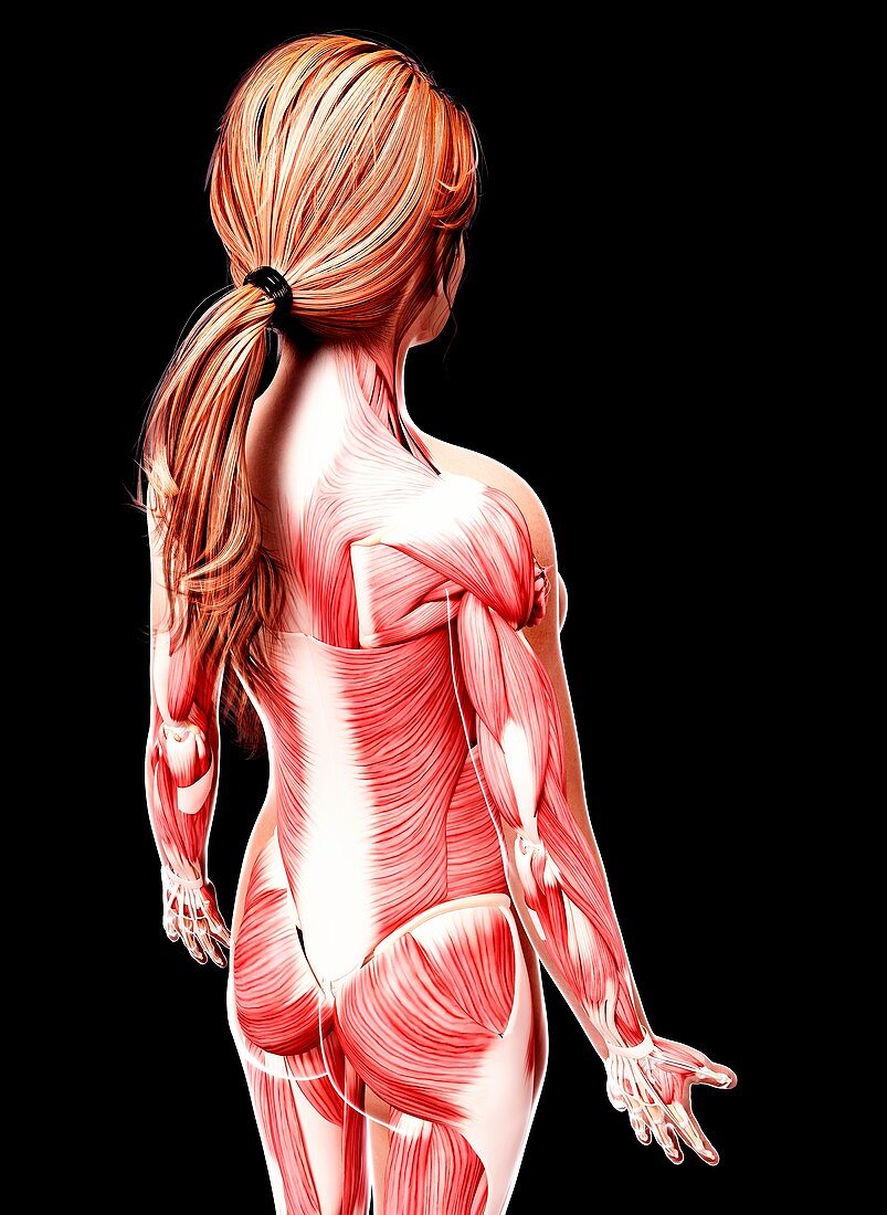 Female musculature,artwork