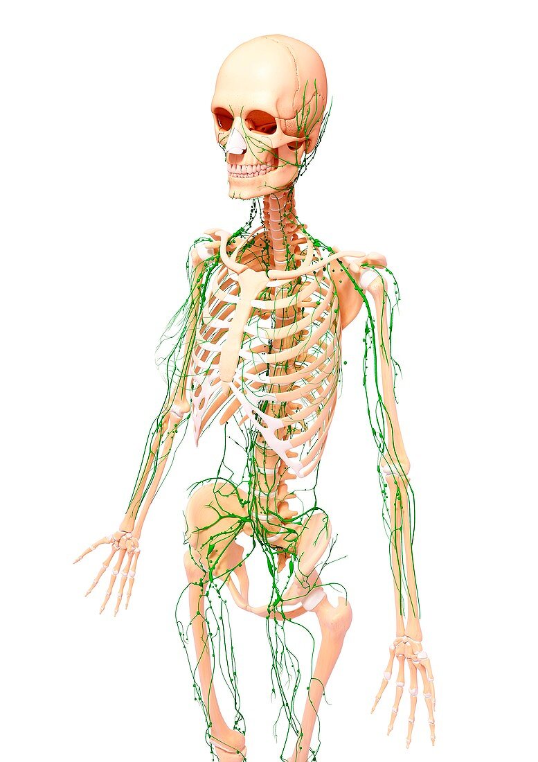 Female lymphatic system,artwork