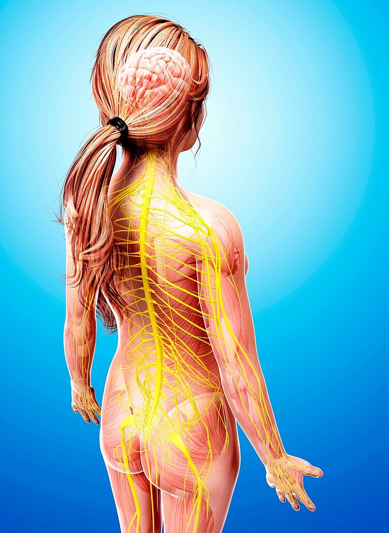 Female nervous system,artwork