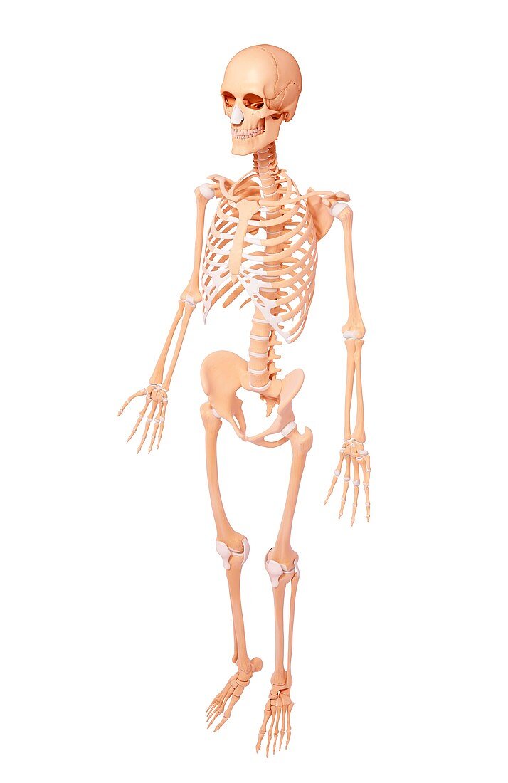 Human skeleton,artwork