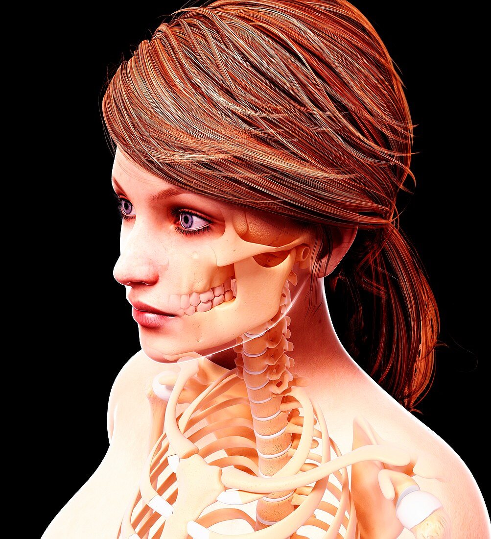 Female skeleton,artwork