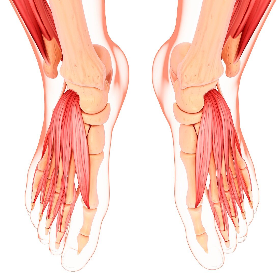 Human leg musculature,artwork