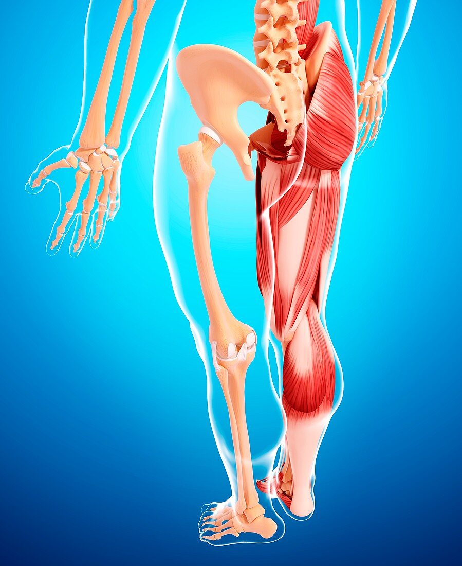 Human leg musculature,artwork