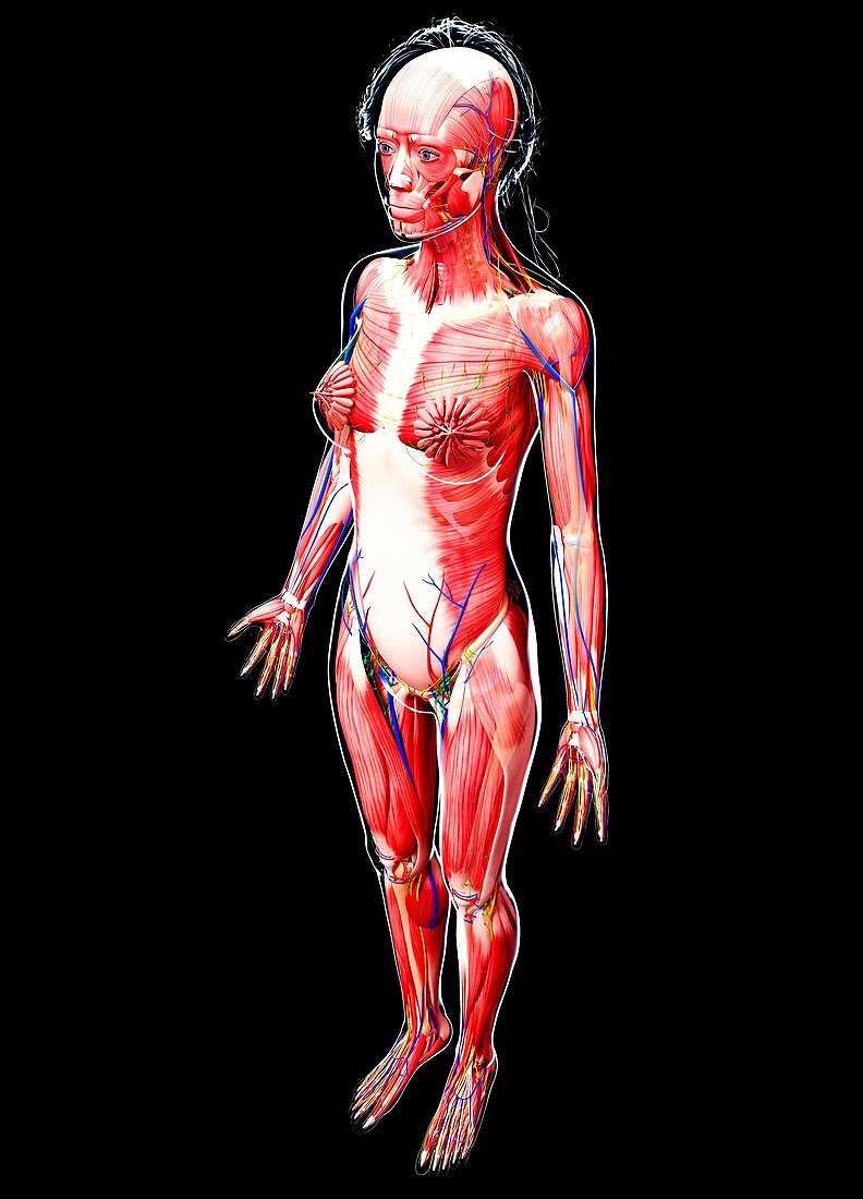 Female anatomy,artwork