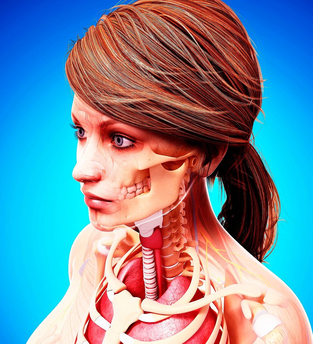 Female anatomy,artwork