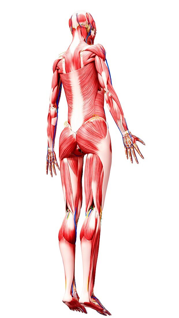 Female anatomy,artwork