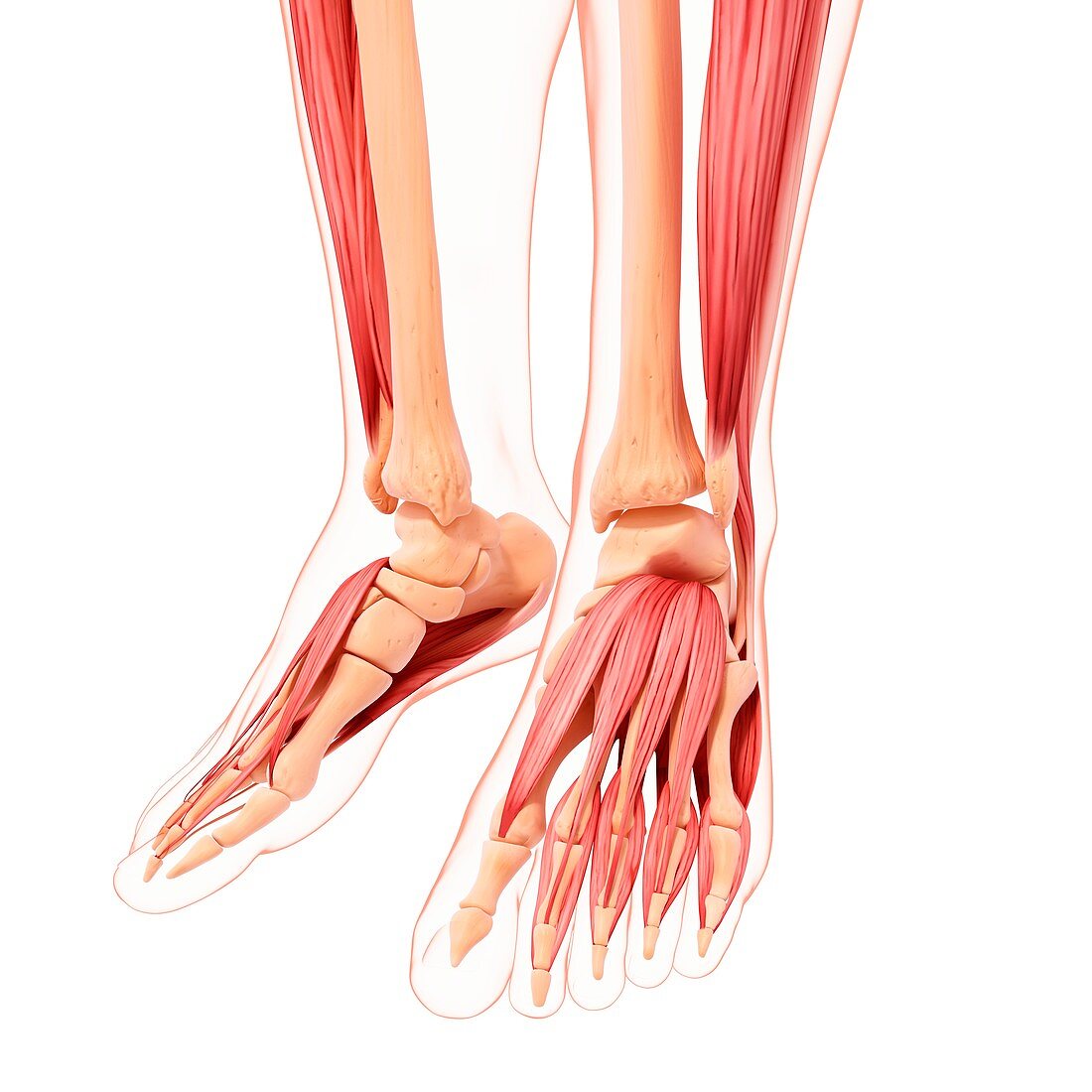 human leg muscular anatomy