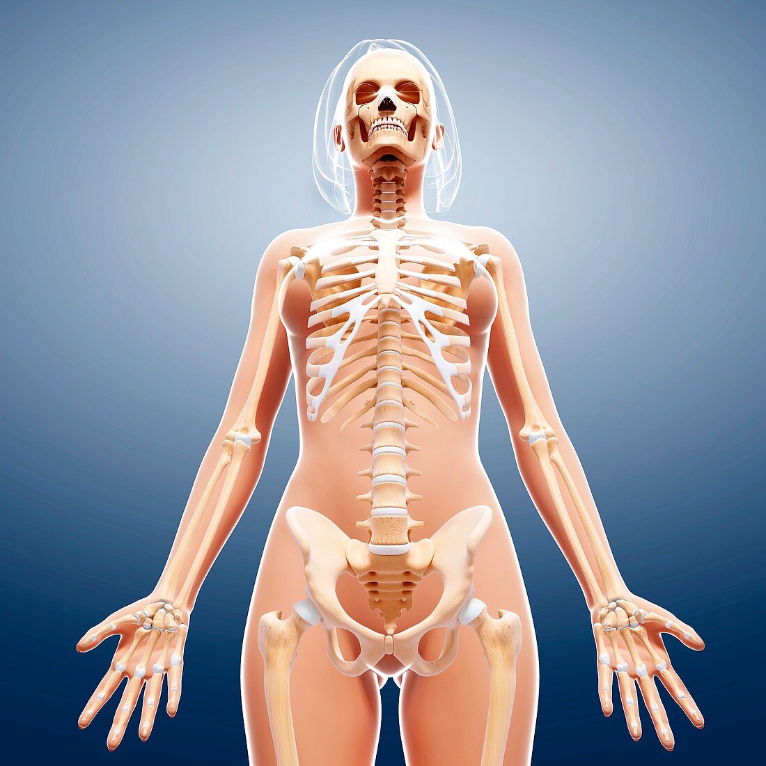 Female skeleton,artwork