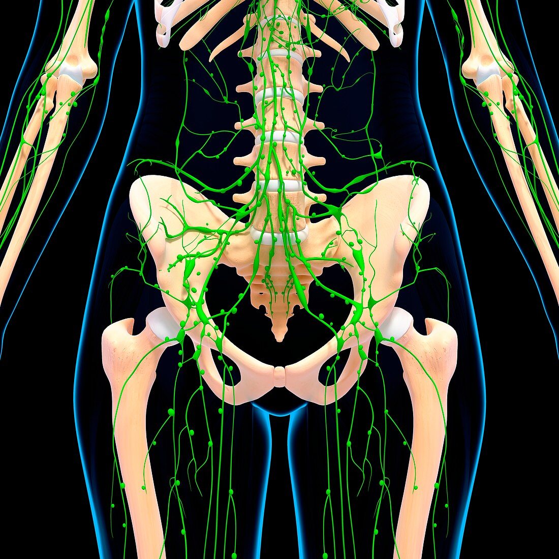 Female lymphatic system,artwork