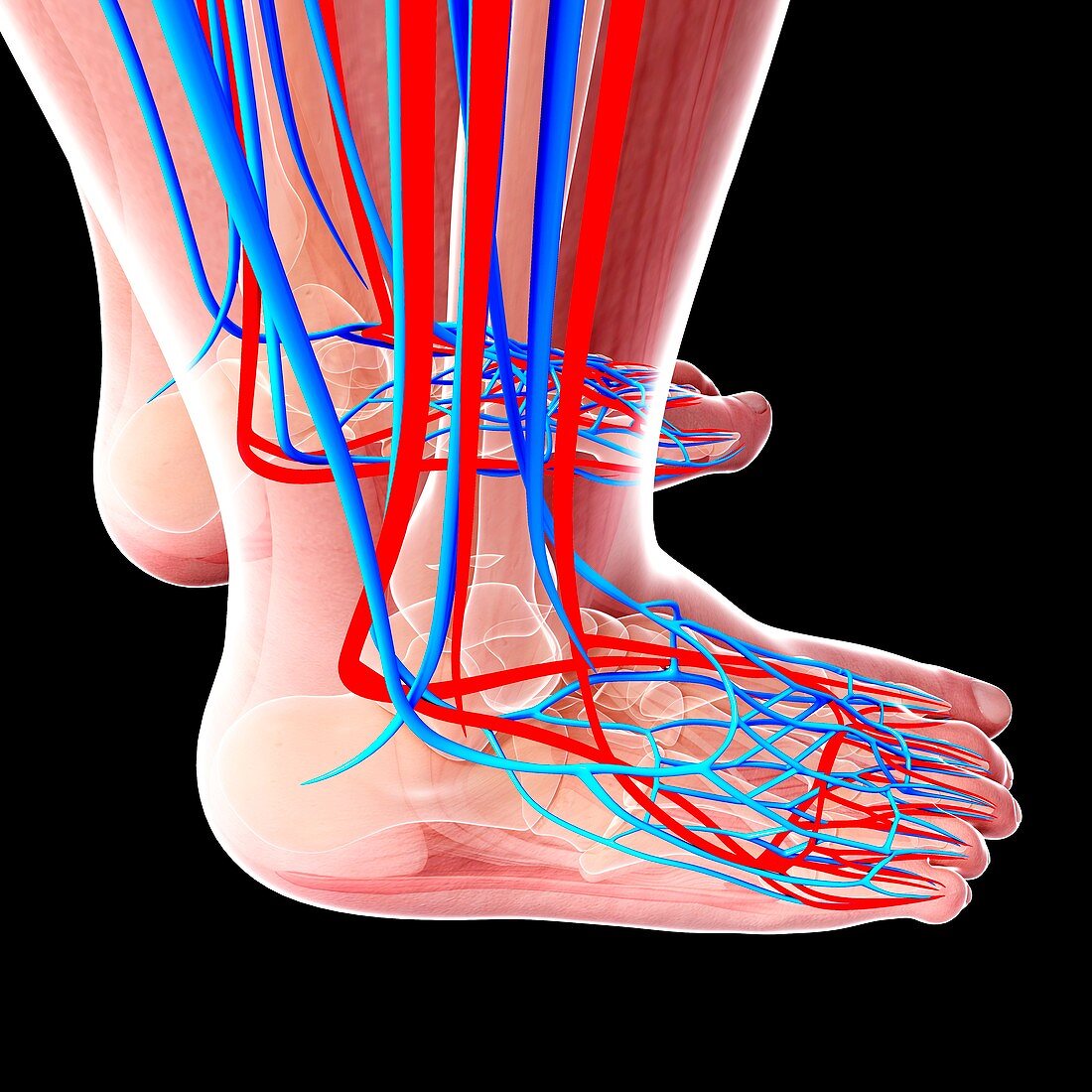 Human foot cardiovascular system,artwork