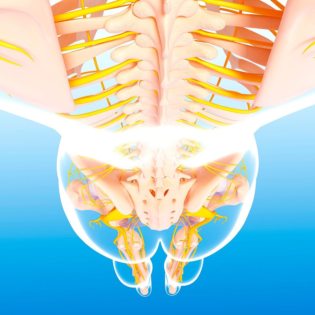 Female nervous system,artwork