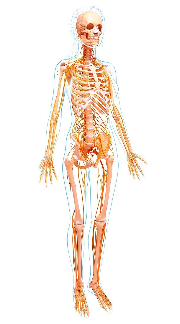 Female nervous system,artwork