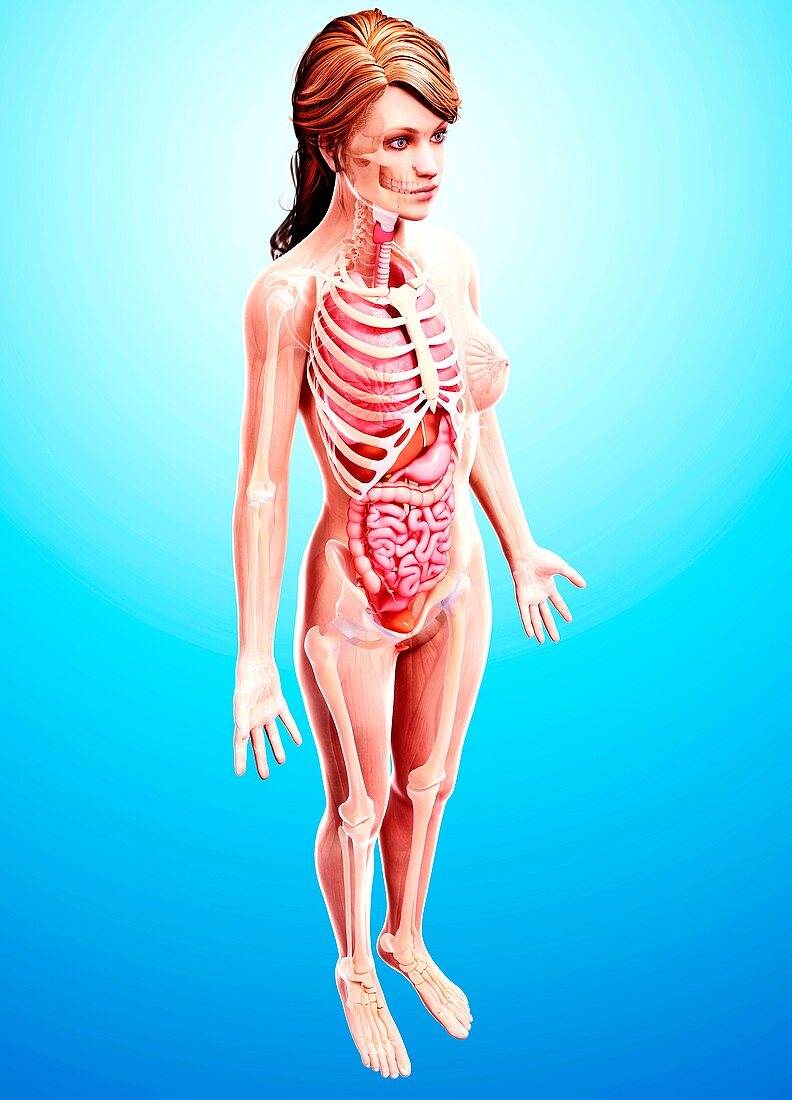 Female anatomy,artwork