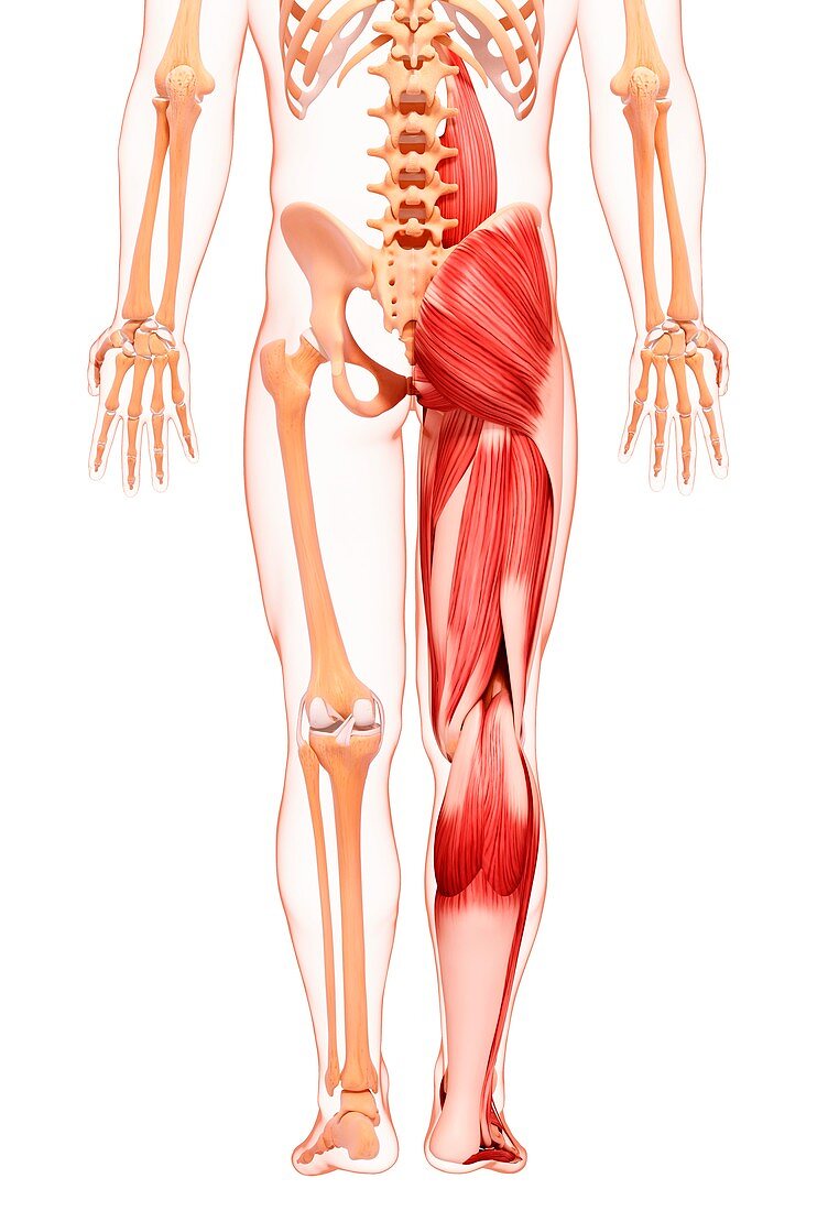 Human leg musculature,artwork