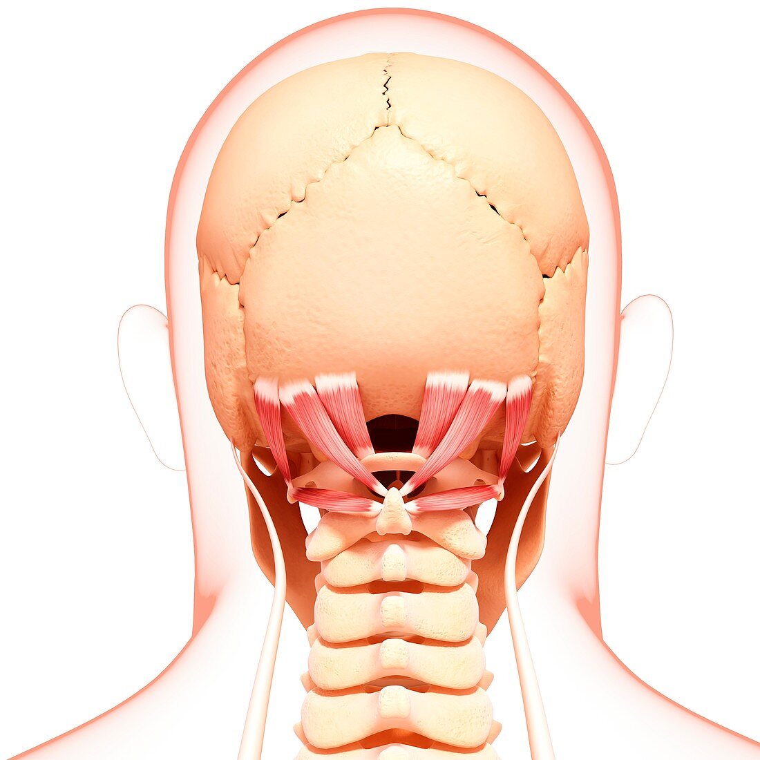 Human neck musculature,artwork