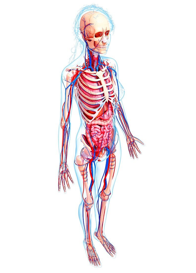 Female anatomy,artwork