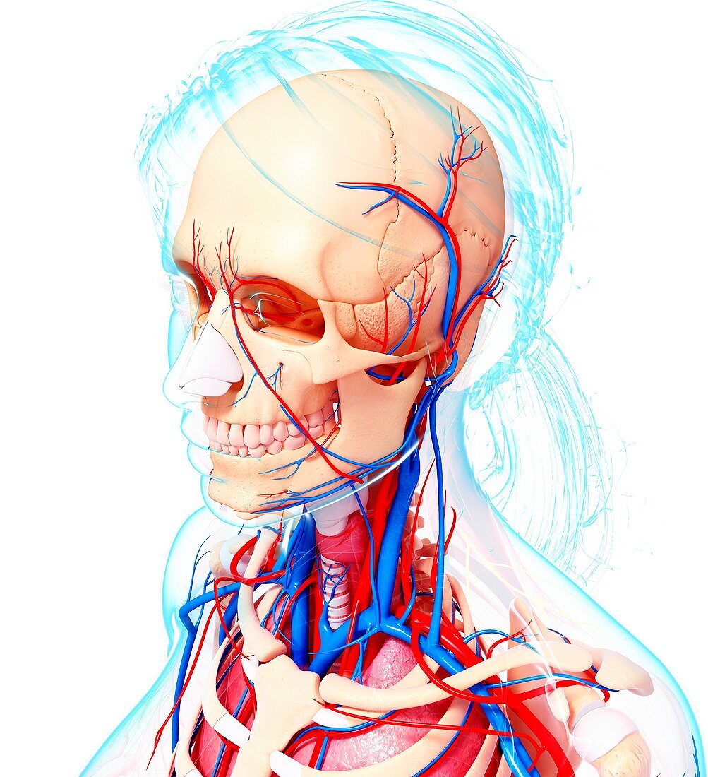 Female anatomy,artwork